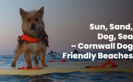 Sun, Sand, Dog, Sea – Cornwall Dog Friendly Beaches