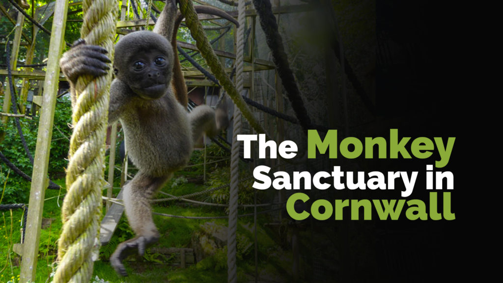The Monkey Sanctuary in Cornwall