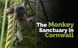 The Monkey Sanctuary in Cornwall