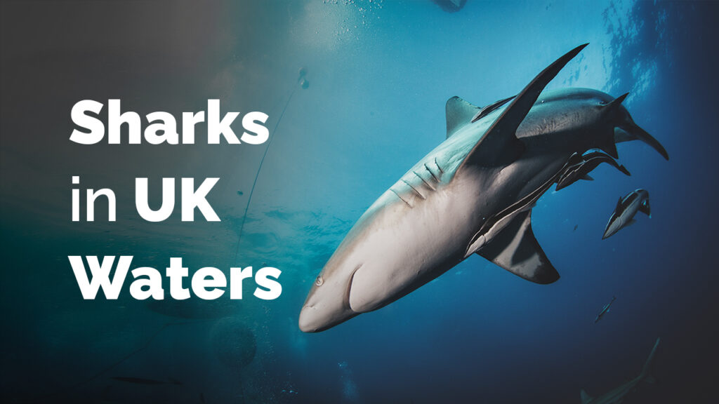 Sharks in UK Waters