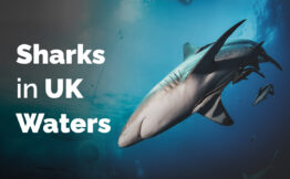Sharks in UK Waters