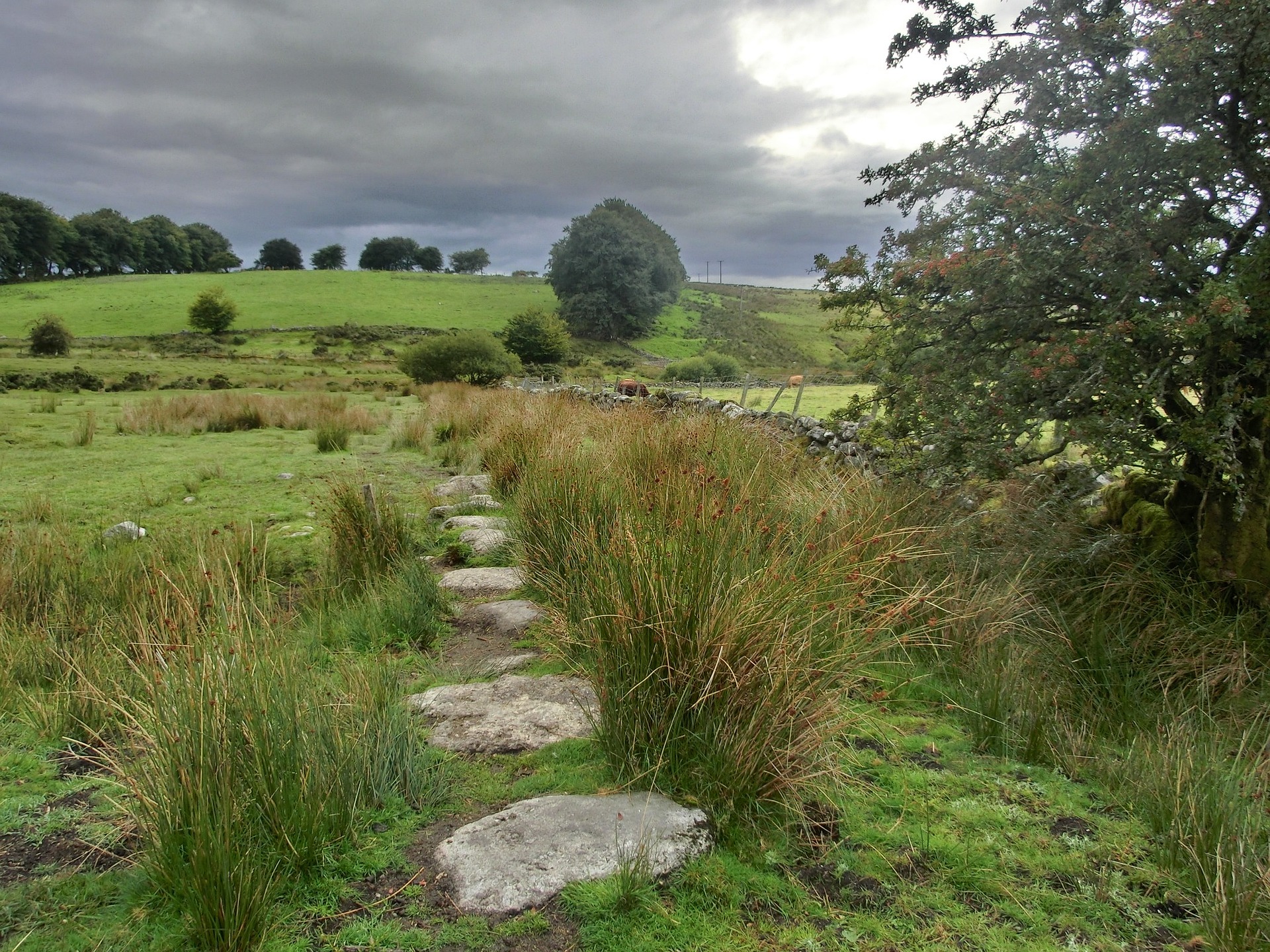 Discover Dartmoor: A Guide to the Most Enchanting Walks - The Expert Camper